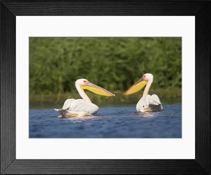 Framed Print : DDE-90034831