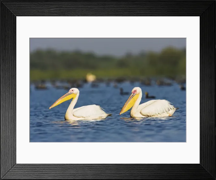 Framed Print : DDE-90034832 Framed Print : DDE-90034832
