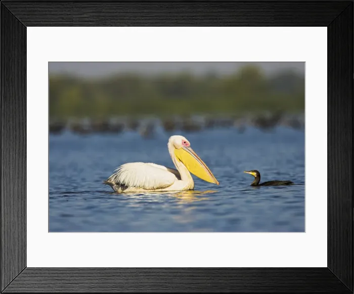 Framed Print : DDE-90034833 Framed Print : DDE-90034833