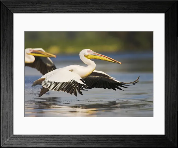 Framed Print : DDE-90034834 Framed Print : DDE-90034834