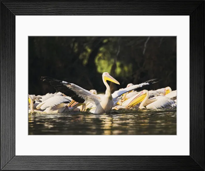 Framed Print : DDE-90034836