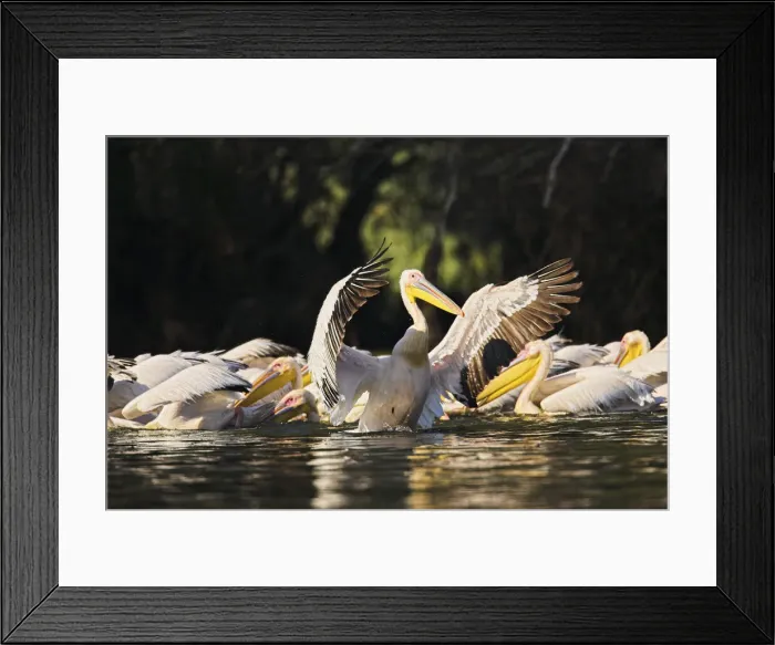 Framed Print : DDE-90034837 Framed Print : DDE-90034837