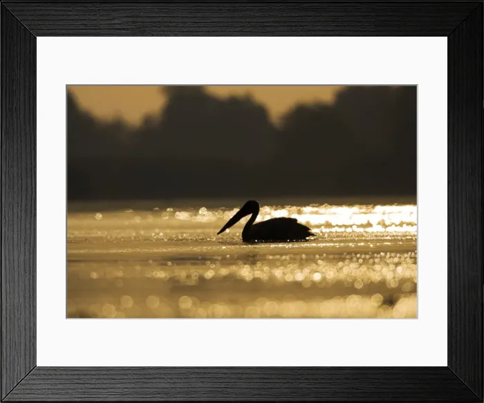 Framed Print : DDE-90034838 Framed Print : DDE-90034838