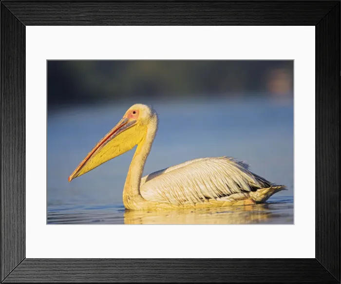 Framed Print : DDE-90034839 Framed Print : DDE-90034839