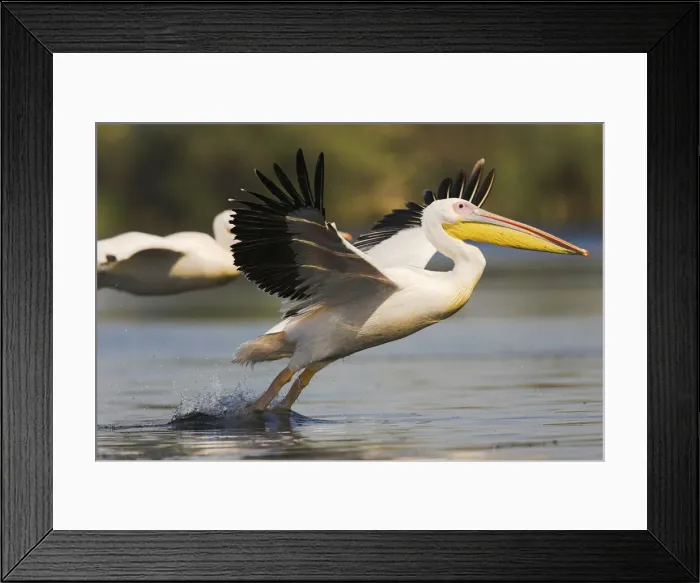 Framed Print : DDE-90034835 Framed Print : DDE-90034835