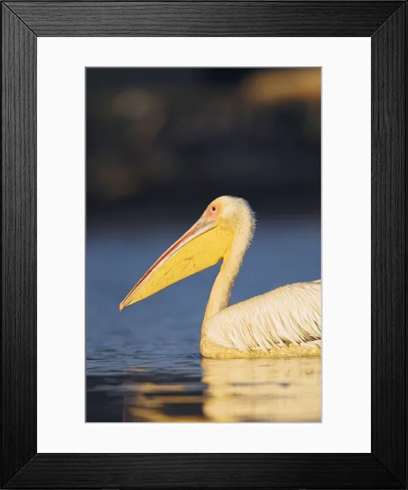 Framed Print : DDE-90034840 Framed Print : DDE-90034840