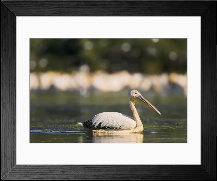 Framed Print : DDE-90034842 Framed Print : DDE-90034842