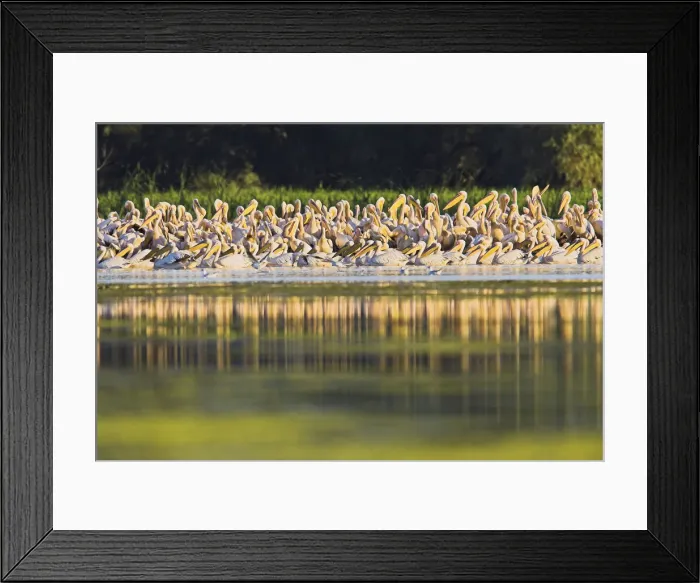 Framed Print : DDE-90034843 Framed Print : DDE-90034843