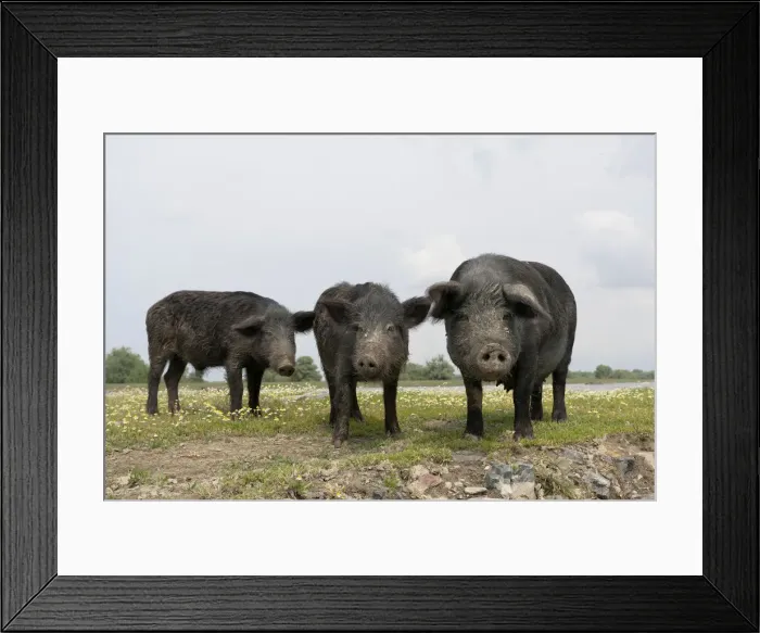 Framed Print : DDE-90034844 Framed Print : DDE-90034844