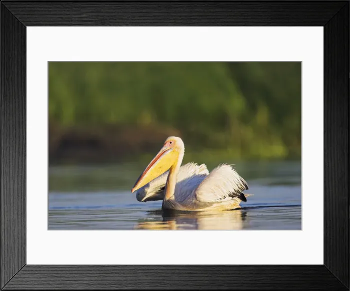 Framed Print : DDE-90034841 Framed Print : DDE-90034841