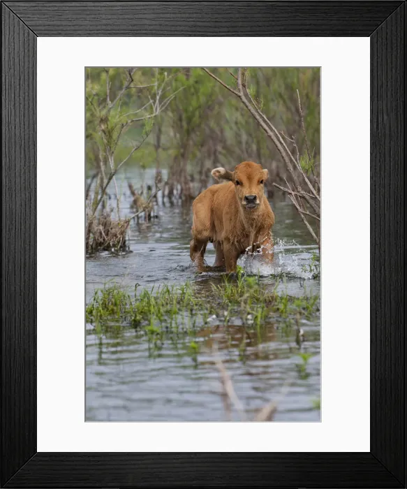 Framed Print : DDE-90034846 Framed Print : DDE-90034846