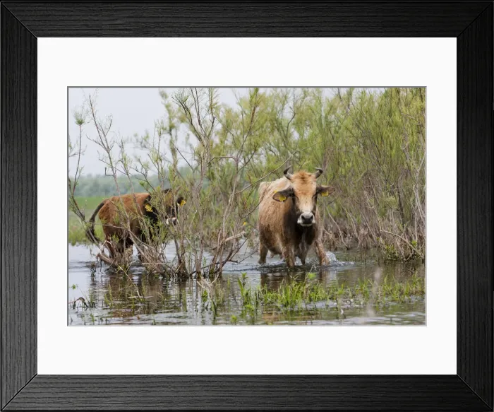 Framed Print : DDE-90034847 Framed Print : DDE-90034847