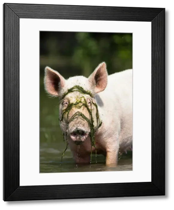Framed Print : DDE-90034848 Framed Print : DDE-90034848