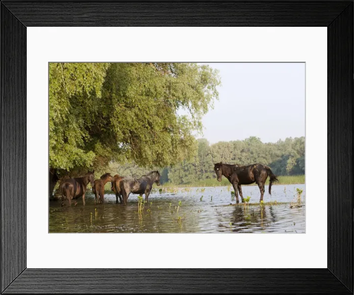Framed Print : DDE-90034845