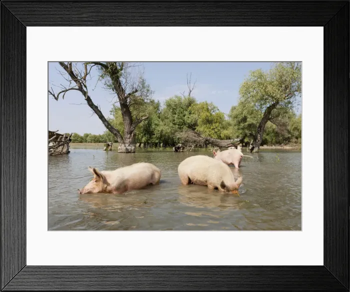Framed Print : DDE-90034850 Framed Print : DDE-90034850