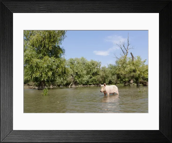 Framed Print : DDE-90034849