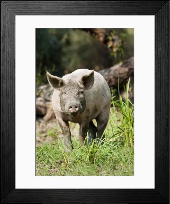 Framed Print : DDE-90034853 Framed Print : DDE-90034853