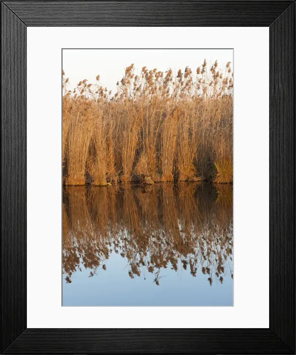 Framed Print : DDE-90034929