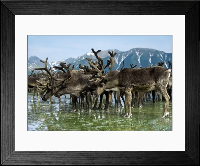Framed Print : DDE-90035001 Framed Print : DDE-90035001