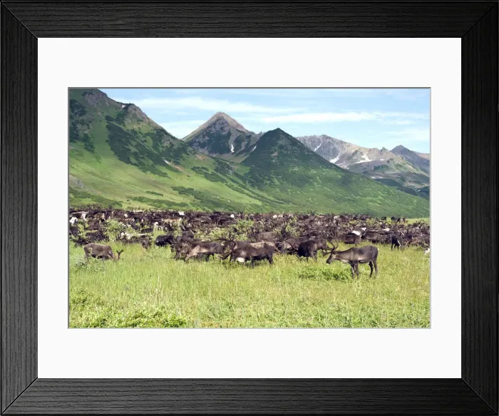 Framed Print : DDE-90035003 Framed Print : DDE-90035003