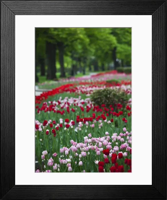 Framed Print : DDE-90035027 Framed Print : DDE-90035027