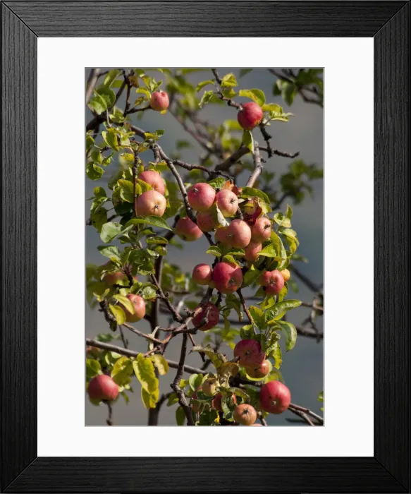 Framed Print : DDE-90035111