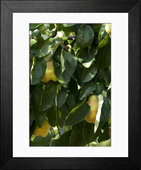 Framed Print : DDE-90035114 Framed Print : DDE-90035114