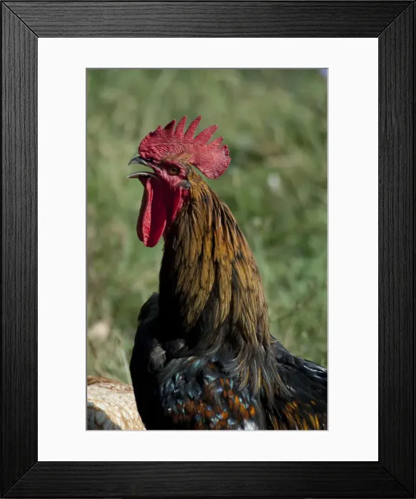 Framed Print : DDE-90035115 Framed Print : DDE-90035115