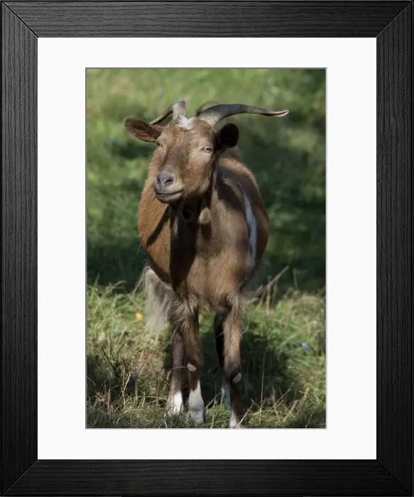 Framed Print : DDE-90035116 Framed Print : DDE-90035116