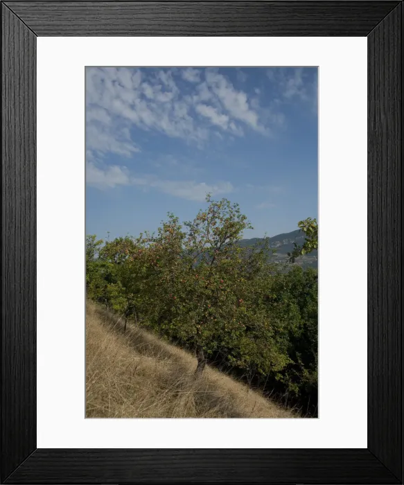 Framed Print : DDE-90035113
