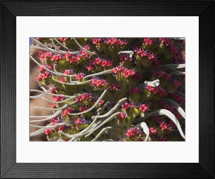 Framed Print : DDE-90035126 Framed Print : DDE-90035126