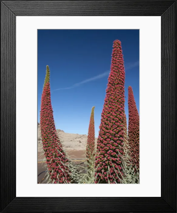 Framed Print : DDE-90035128 Framed Print : DDE-90035128