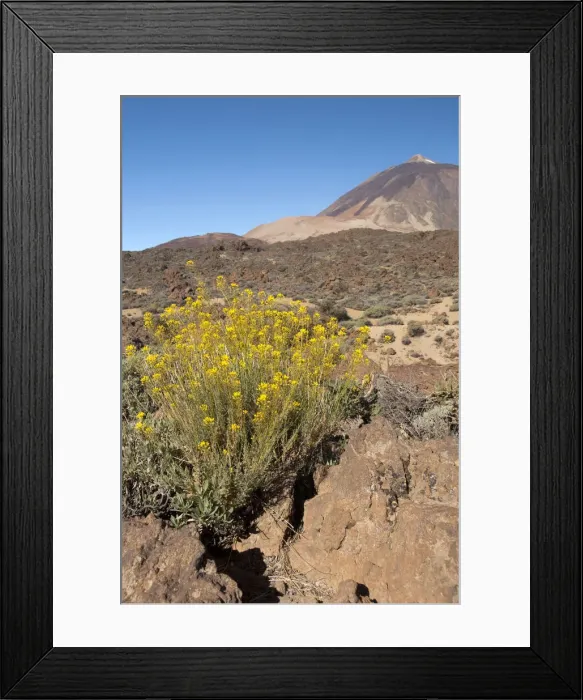 Framed Print : DDE-90035127 Framed Print : DDE-90035127