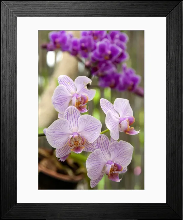 Framed Print : DDE-90035129 Framed Print : DDE-90035129