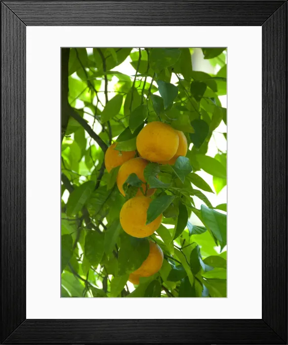 Framed Print : DDE-90035130 Framed Print : DDE-90035130