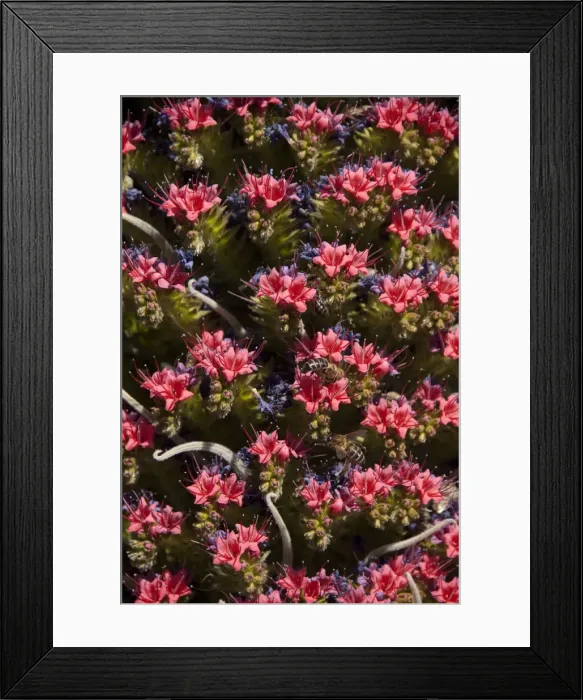 Framed Print : DDE-90035137