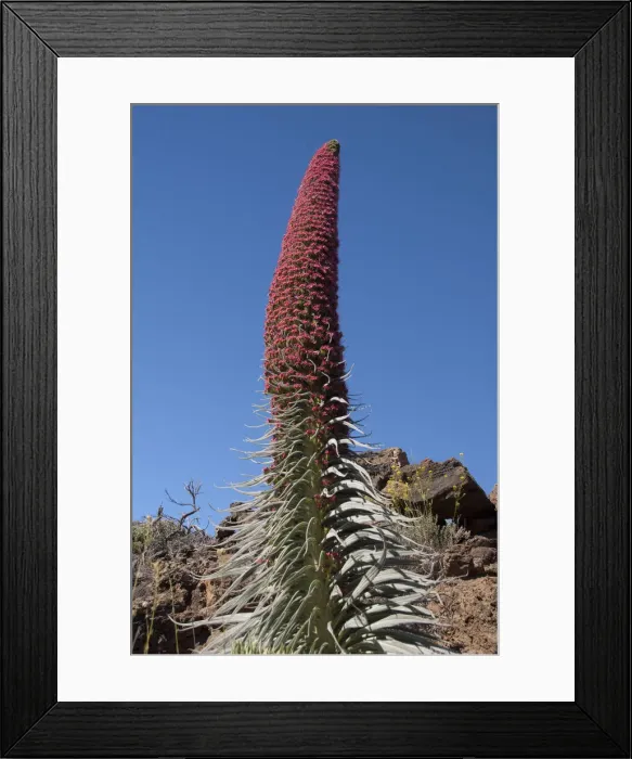 Framed Print : DDE-90035136 Framed Print : DDE-90035136