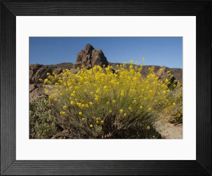 Framed Print : DDE-90035138 Framed Print : DDE-90035138