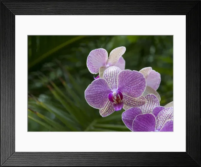 Framed Print : DDE-90035143 Framed Print : DDE-90035143