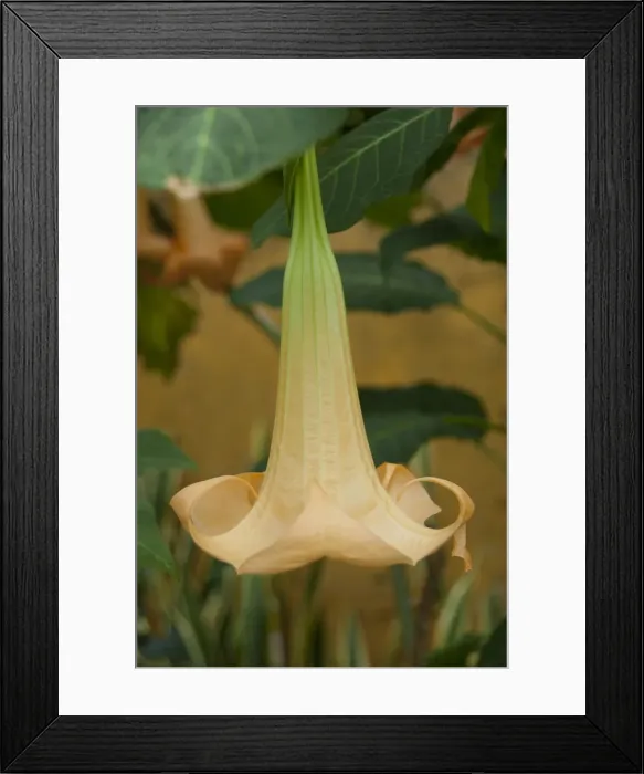Framed Print : DDE-90035144 Framed Print : DDE-90035144