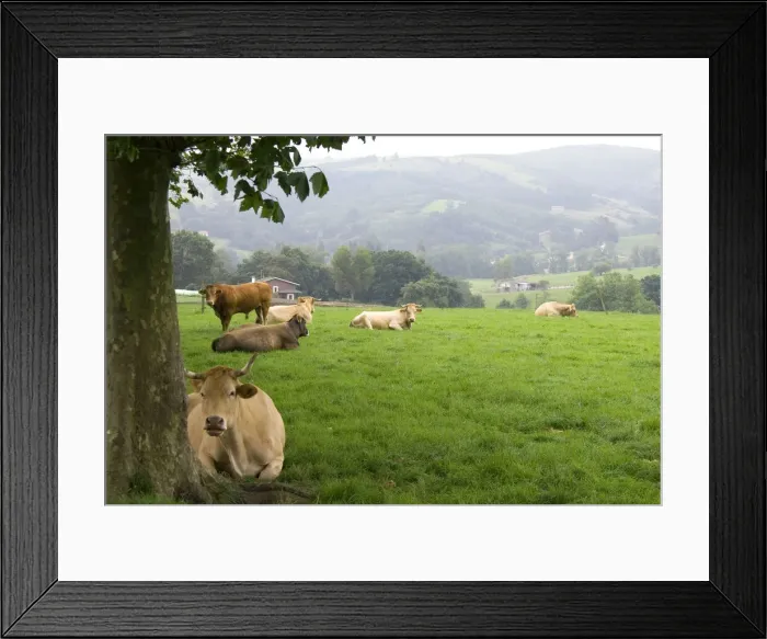 Framed Print : DDE-90035155 Framed Print : DDE-90035155