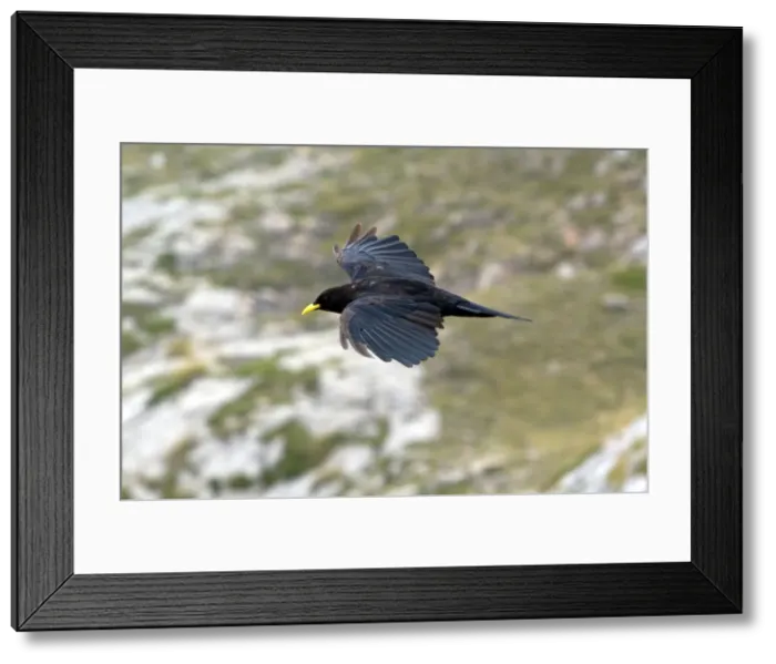 Framed Print : DDE-90035157 Framed Print : DDE-90035157