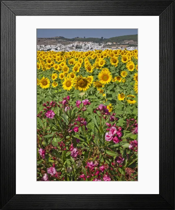 Framed Print : DDE-90035198 Framed Print : DDE-90035198