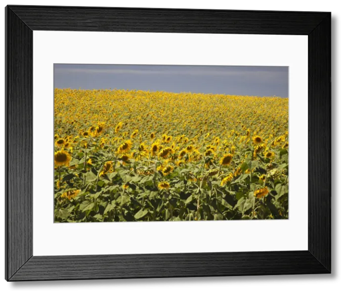 Framed Print : DDE-90035219 Framed Print : DDE-90035219