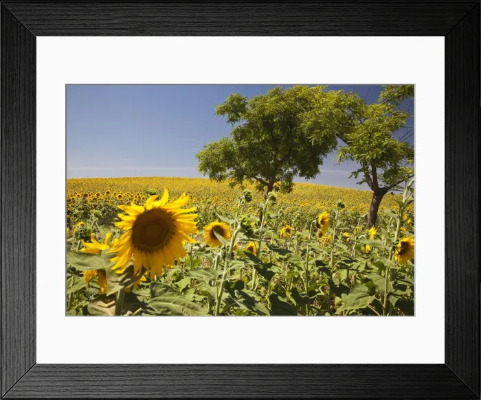 Framed Print : DDE-90035220 Framed Print : DDE-90035220
