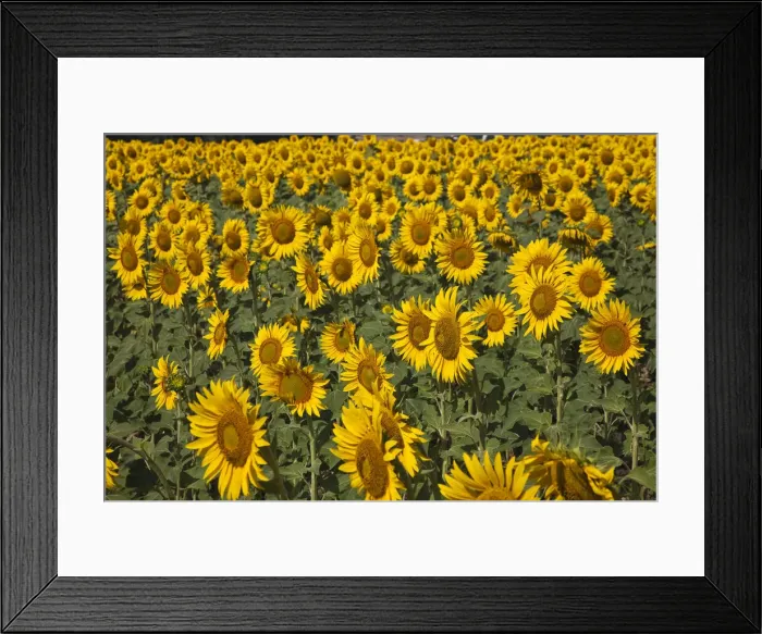 Framed Print : DDE-90035221 Framed Print : DDE-90035221