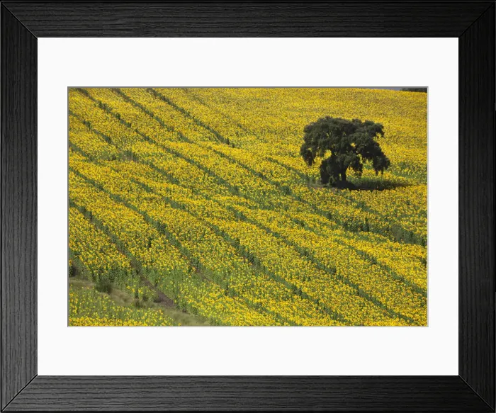 Framed Print : DDE-90035223 Framed Print : DDE-90035223