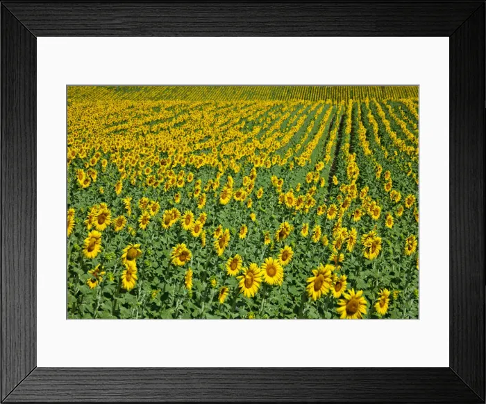 Framed Print : DDE-90035224 Framed Print : DDE-90035224