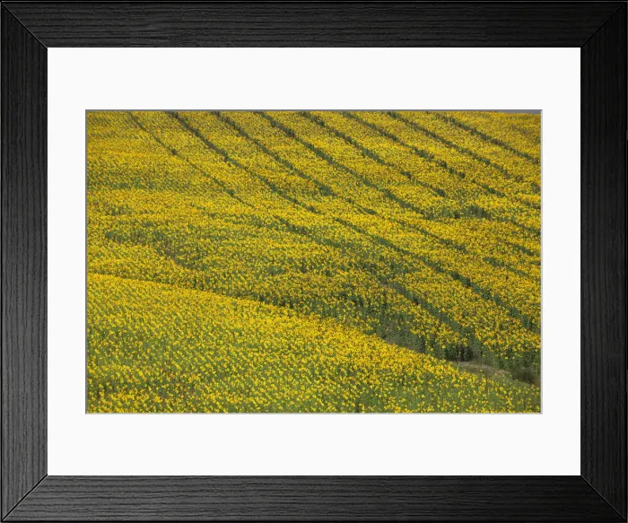 Framed Print : DDE-90035225 Framed Print : DDE-90035225