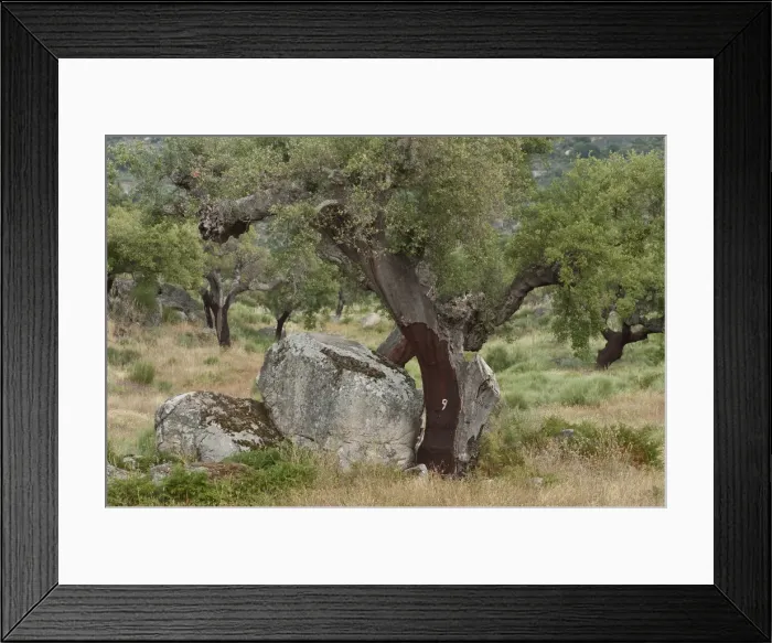 Framed Print : DDE-90035253 Framed Print : DDE-90035253
